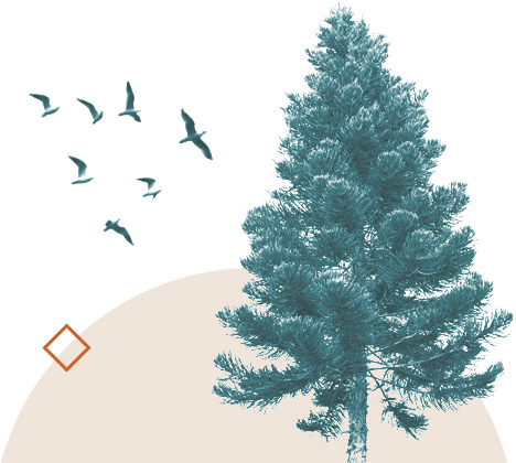 Illustration of a tree and birds.