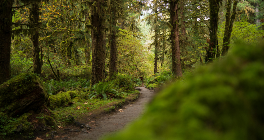 Green Expectations, A Poetry Workshop/Ilusiones Verdes, Un Taller de Poesía