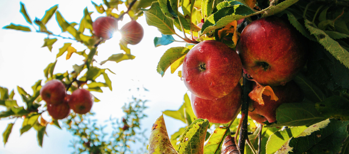 Close up of apples in an orchard with the sun shining between them.
